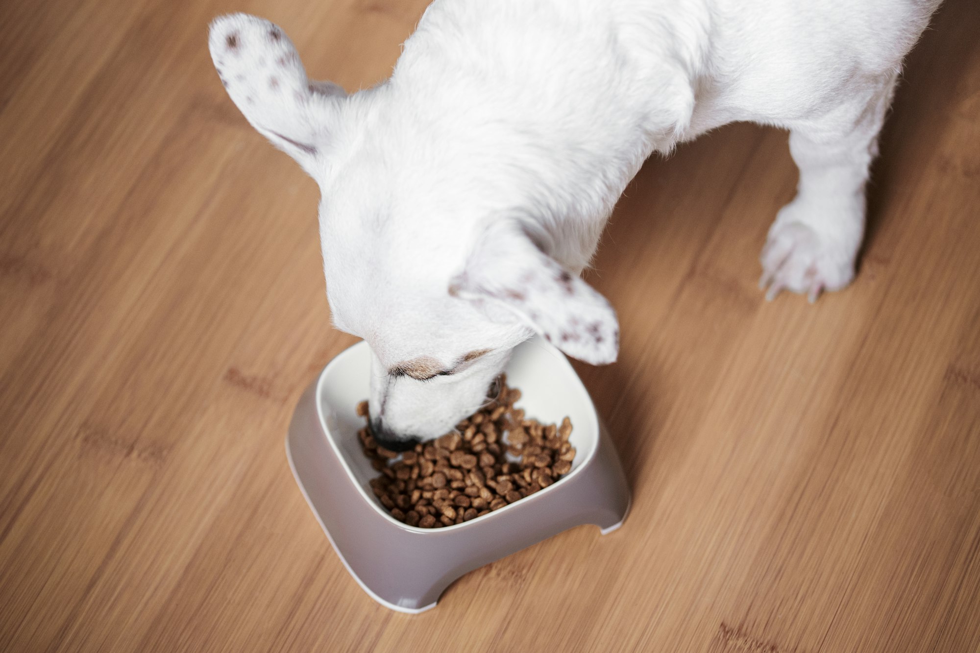 A white dog eats dry food from a bowl