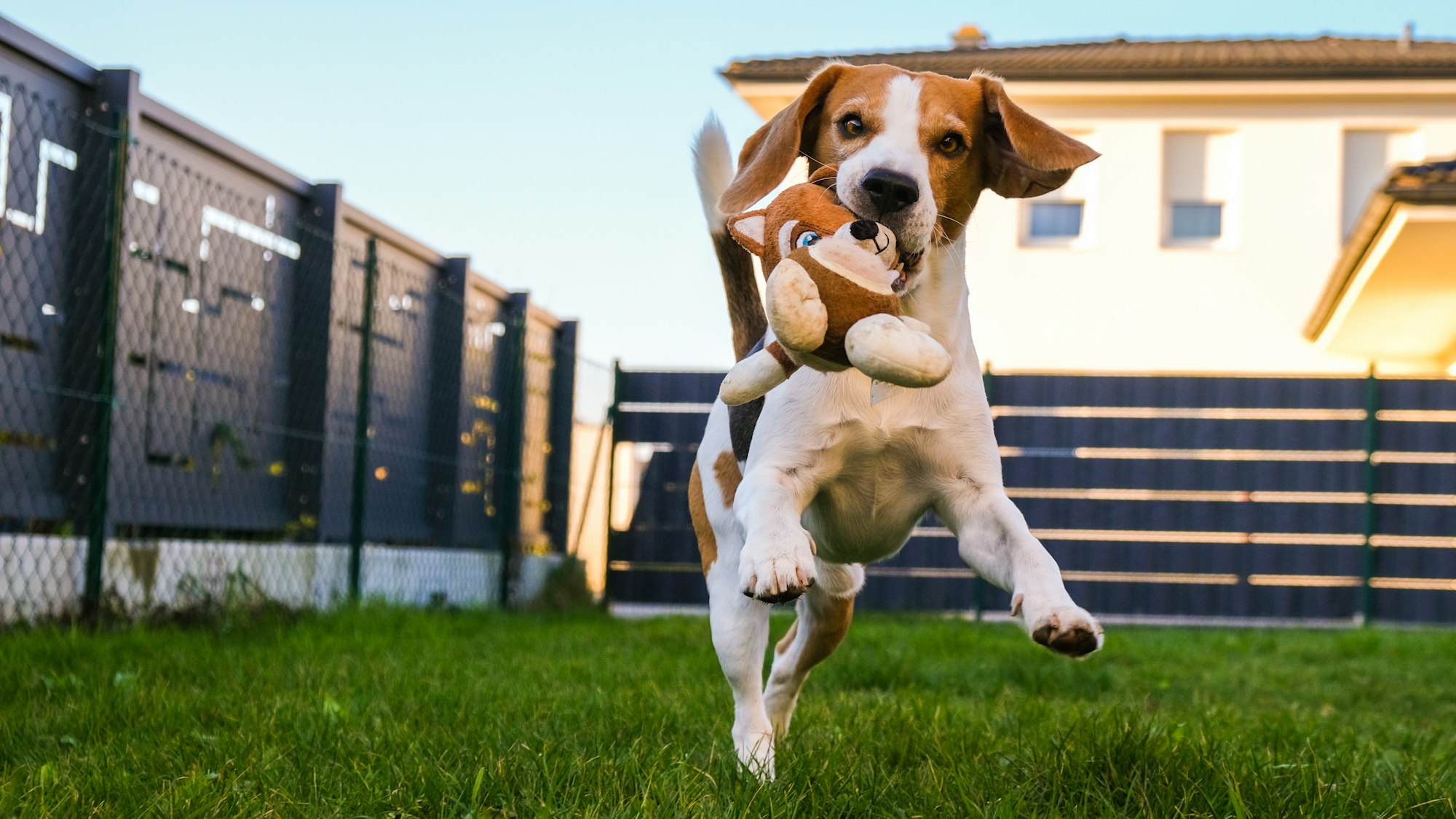 Happy Beagle dog playing fetch with owner on sunny evening in back garden